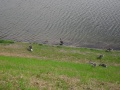 24.5.2014